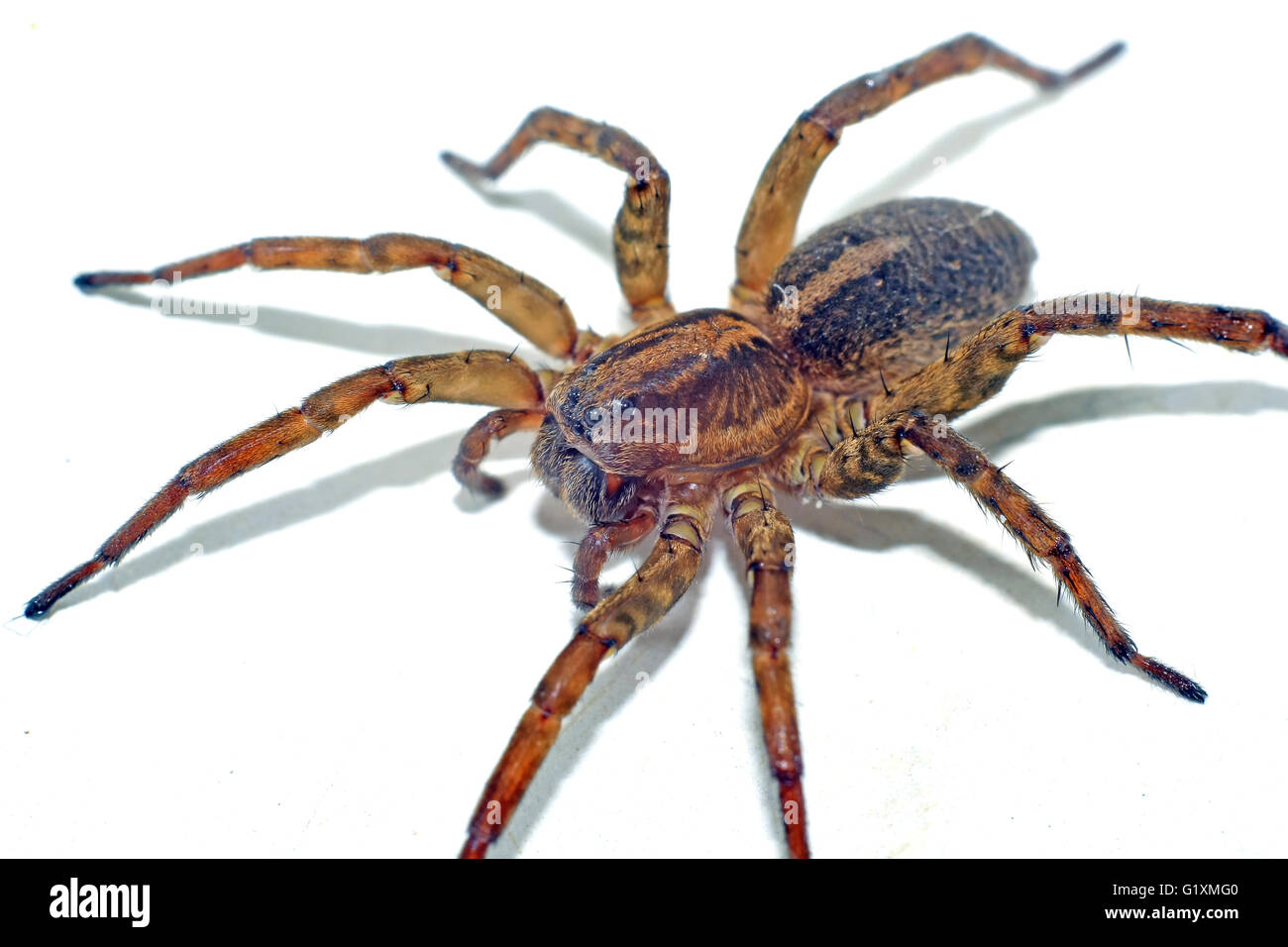 Gros plan extrême araignée brune terrible Banque D'Images