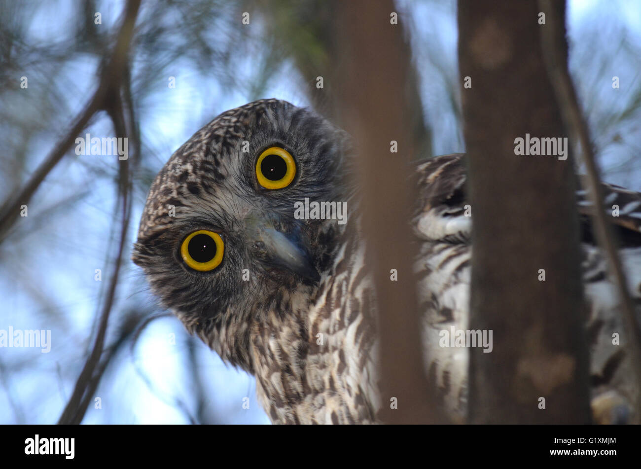 Owl Ninox puissant australien, strenua, perché dans un arbre regardant fixement avec ses grands yeux jaunes, Royal National Park, Sydney, Australie Banque D'Images