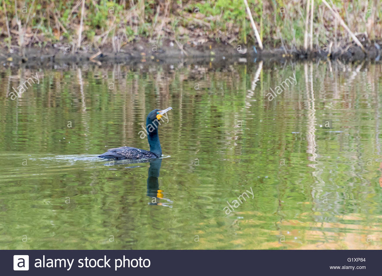 Double Crested Cormorant Noir Orange Avec Pochette De Gorge