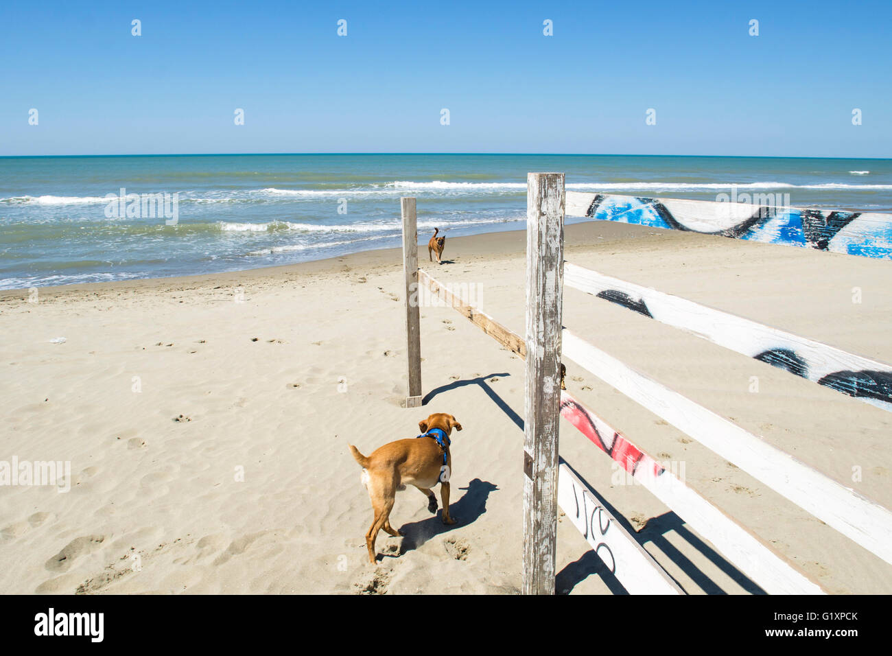 Les chiens jouant sur la plage, ciel bleu Banque D'Images