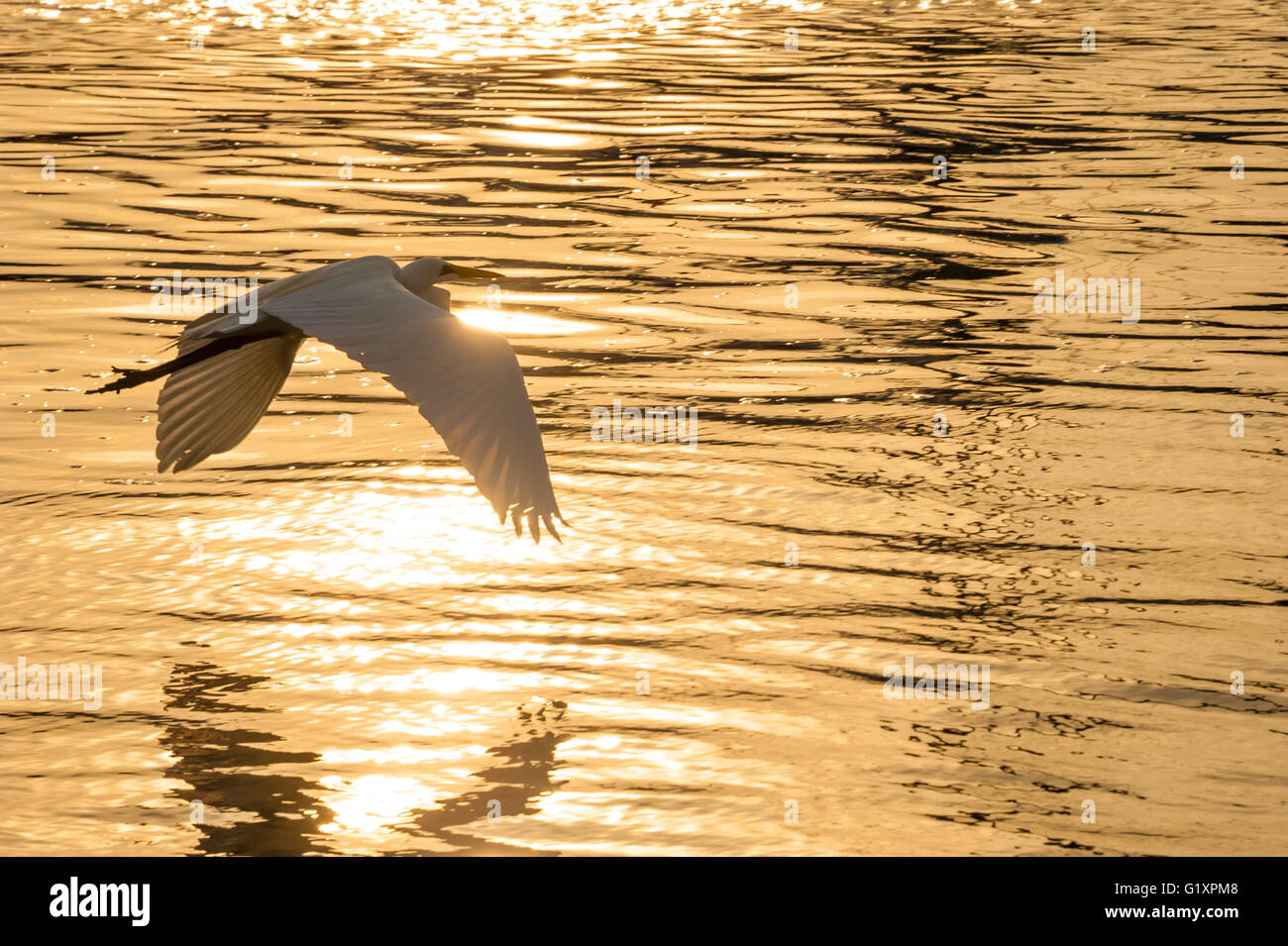 Grande aigrette (grand héron blanc) volant bas au lever du soleil sur l'or liquide de Matanzas Bay à Saint Augustine, Floride, USA. Banque D'Images