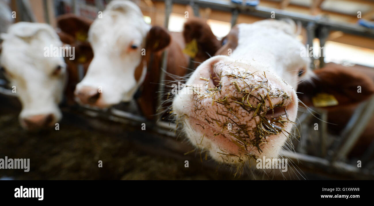 Vaches dans une étable à Glaser ferme à Süßen, Allemagne, 20 mai 2016. La Journée agricole portes ouvertes' est dit pour permettre aux consommateurs de mieux comprendre l'agriculture et a lieu cette semaine. PHOTO : FRANZISKA KRAUFMANN/dpa Banque D'Images
