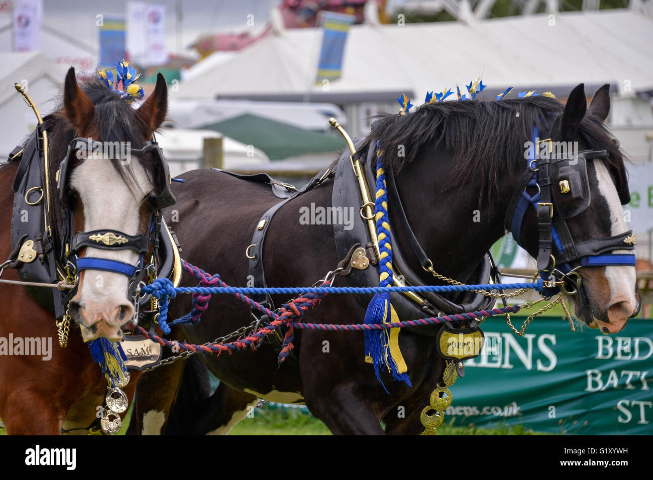 Devon, Royaume-Uni. 19 mai, 2016. Devon County Show est un événement de trois jours. L'affichage de l'agriculture, l'élevage, campagne, animation, animaux, jardinage, l'alimentation, et de saut d'achats. Gillian Downes/Alamy Live News. Banque D'Images