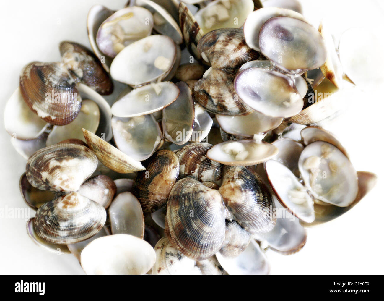 7 juillet 2005 - SanlÃºCar De Barrameda, Cadix, Espagne - Photo de quelques mollusques © Elisabeth Buzon Alvarez/ZUMA/Alamy Fil Live News Banque D'Images