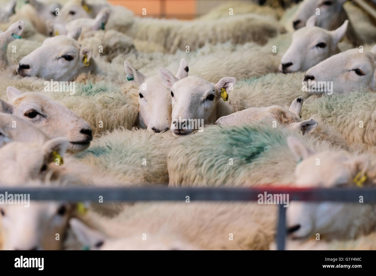 Royal Welsh Festival du printemps, mai 2016 - un troupeau de Welsh Mountain Sheep attendre dans un stylo pour la démonstration de tonte pour commencer. Ces moutons ont été présentés sur les flancs d'être cisaillé la main avec clippers pendant le Festival. Banque D'Images