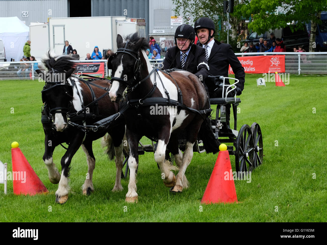 Royal Welsh Festival du printemps, mai 2016 - se précipitent la concurrence conduite voit une équipe de deux avec deux chevaux à course contre la montre autour d'un cours de torsion. Banque D'Images