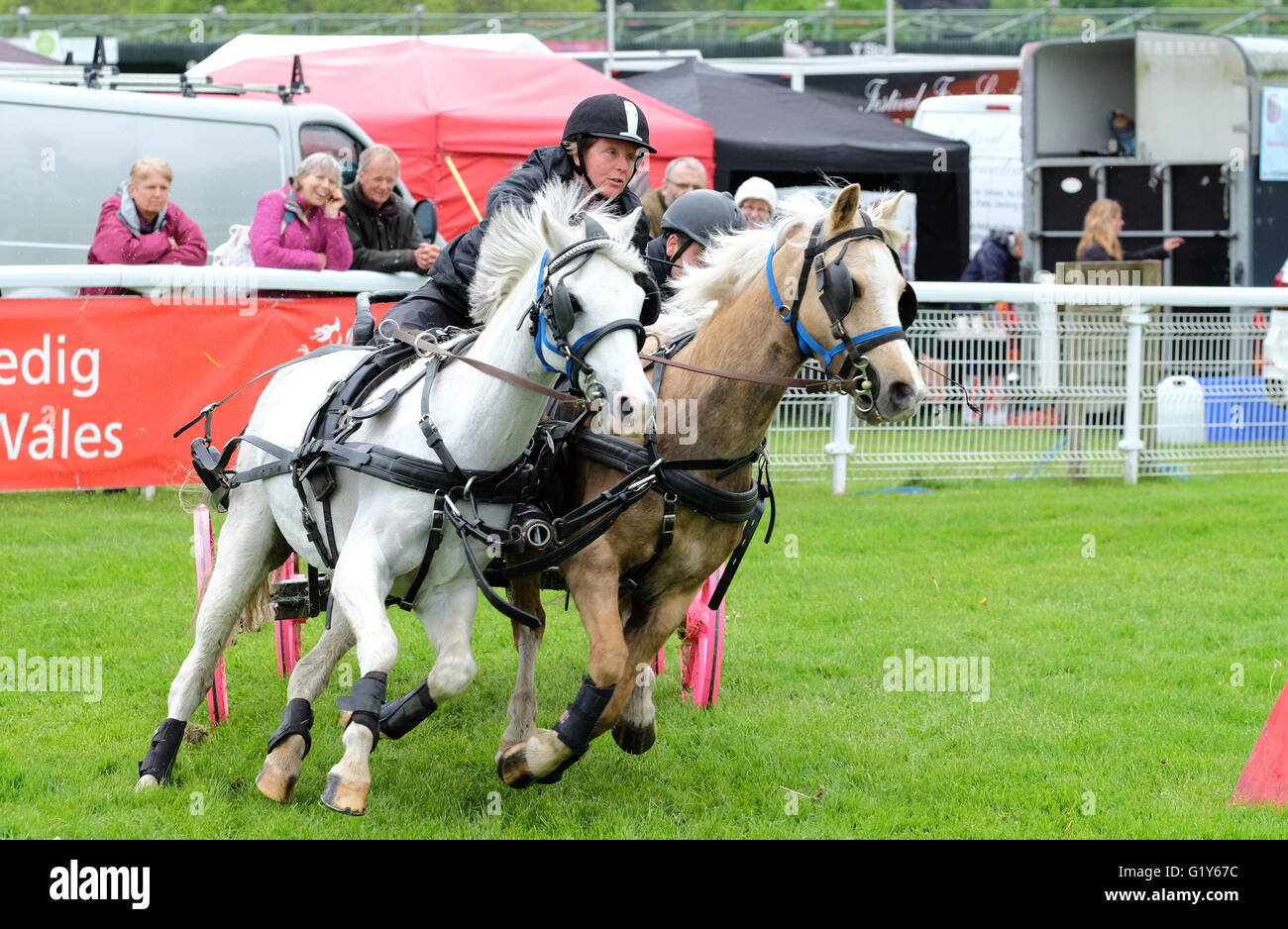 Royal Welsh Festival du printemps, mai 2016 - se précipitent la concurrence conduite voit une équipe de deux avec deux chevaux à course contre la montre autour d'un cours de torsion. Banque D'Images