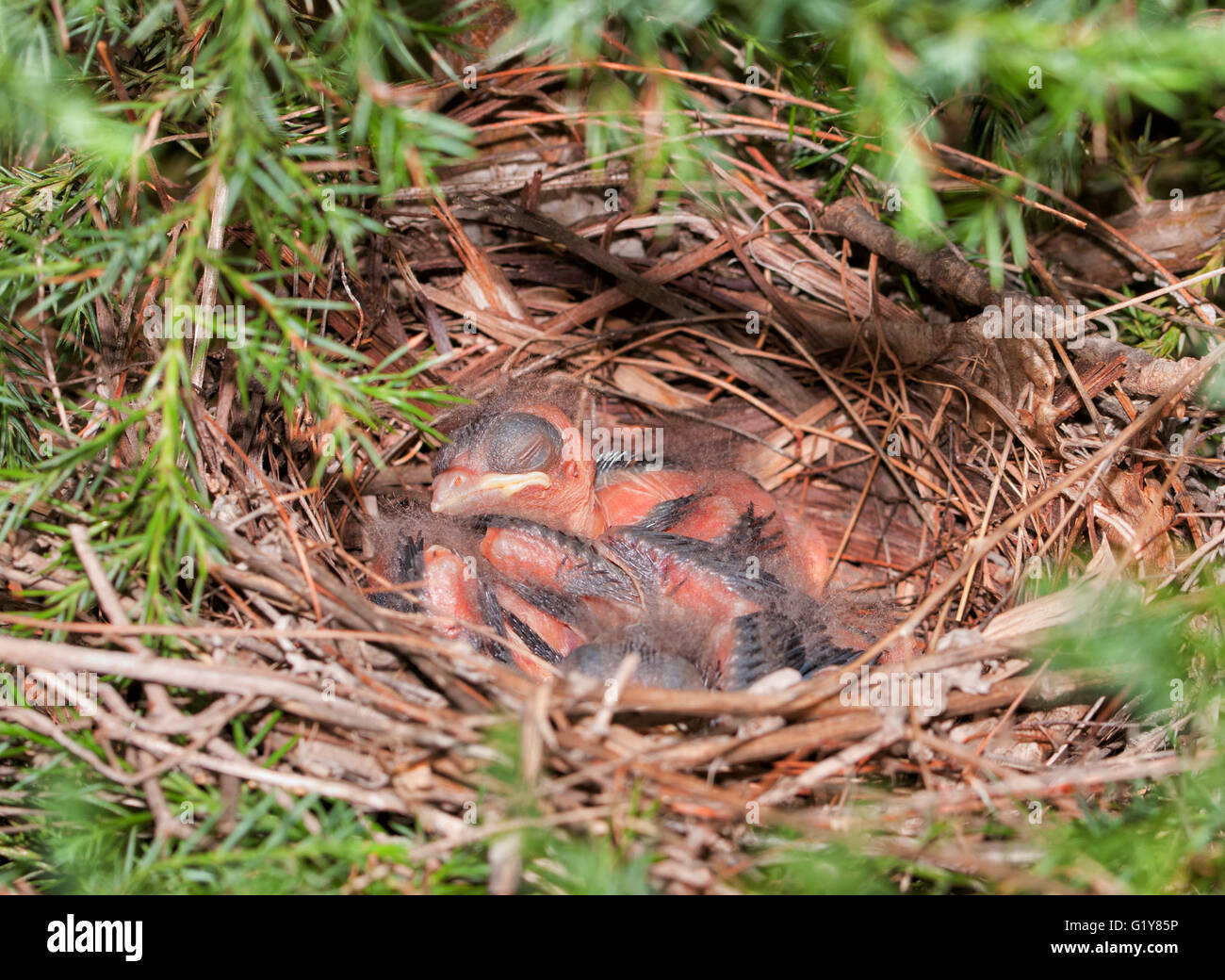 Cardinal rouge nichent dans un cèdre avec de minuscules petites tortues Banque D'Images