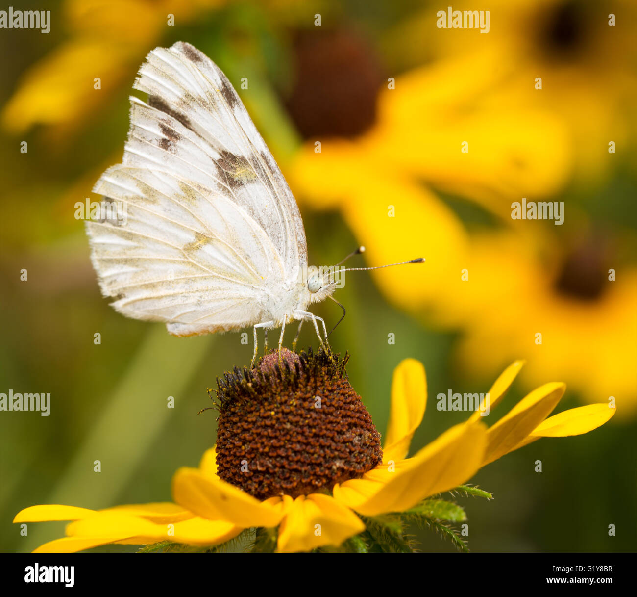 Papillon blanc à carreaux qui se nourrit d'une black-eyed Susan flower Banque D'Images