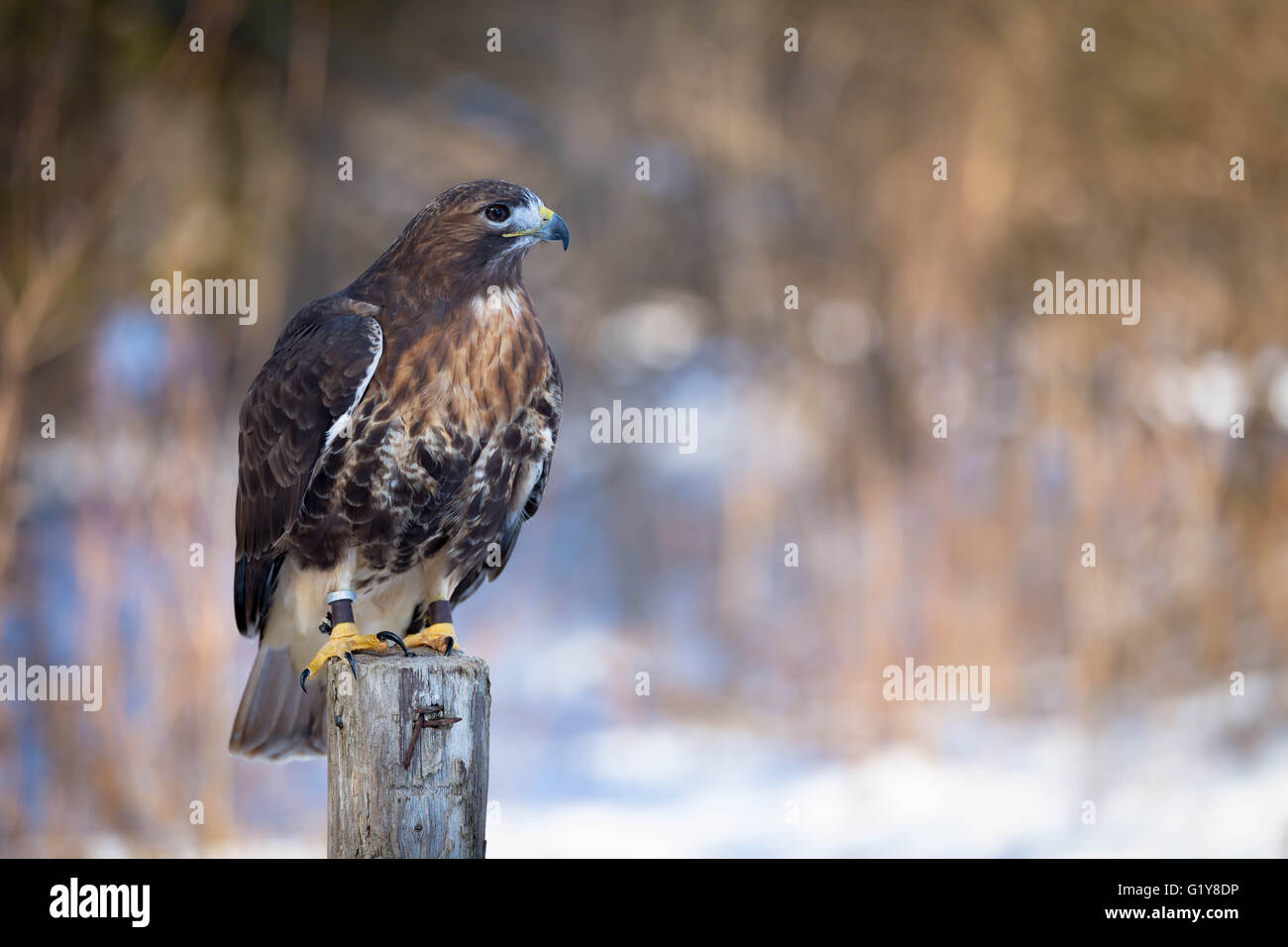 Golden Eagle sur un tronc d'arbre Banque D'Images