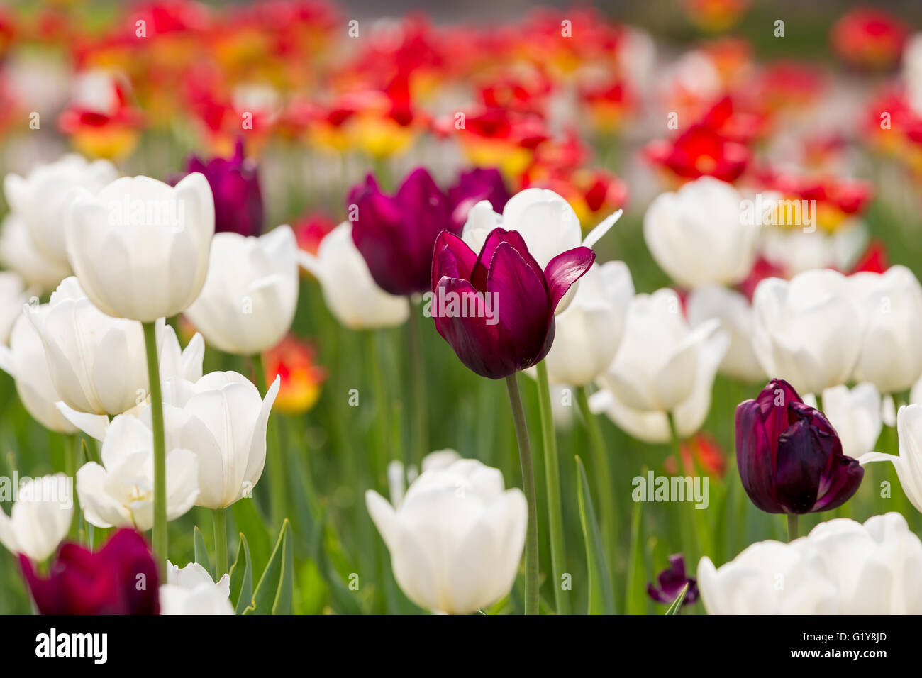 Tulipes violet et blanc Banque D'Images