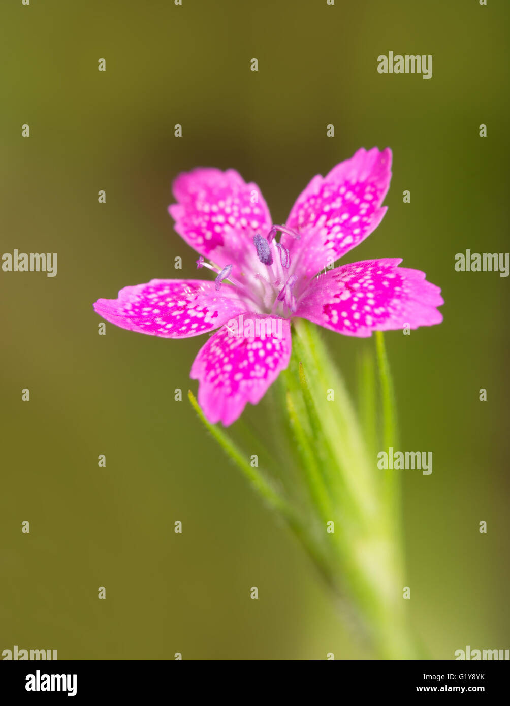 Rose, une minuscule Deptford wildflower délicate Banque D'Images