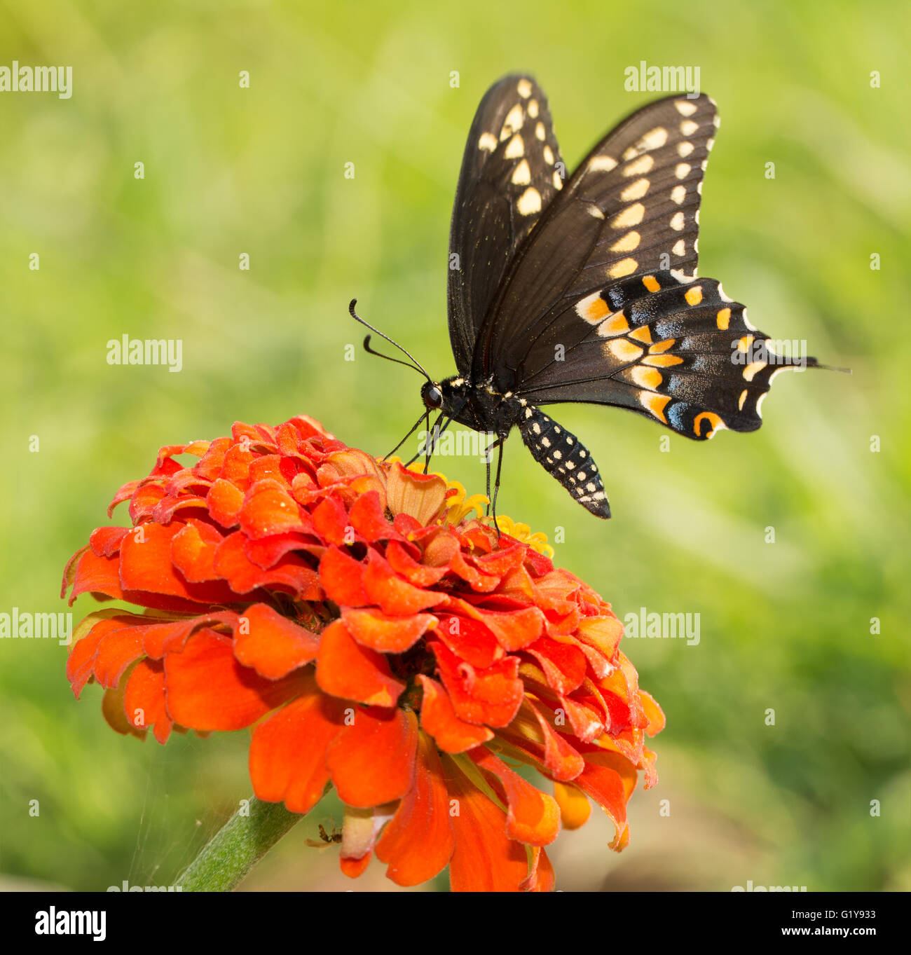 Papilio polyxenes asterius, Eastern black swallowtail butterfly sur une orange Zinnia contre green summer background Banque D'Images