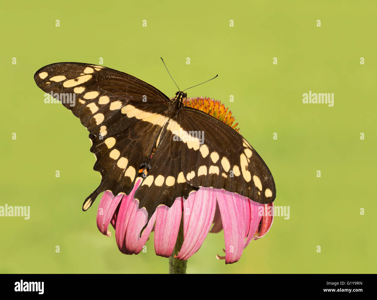 Vue dorsale d'un grand porte-queue papillon sur une Échinacée pourpre, avec un fond vert Banque D'Images