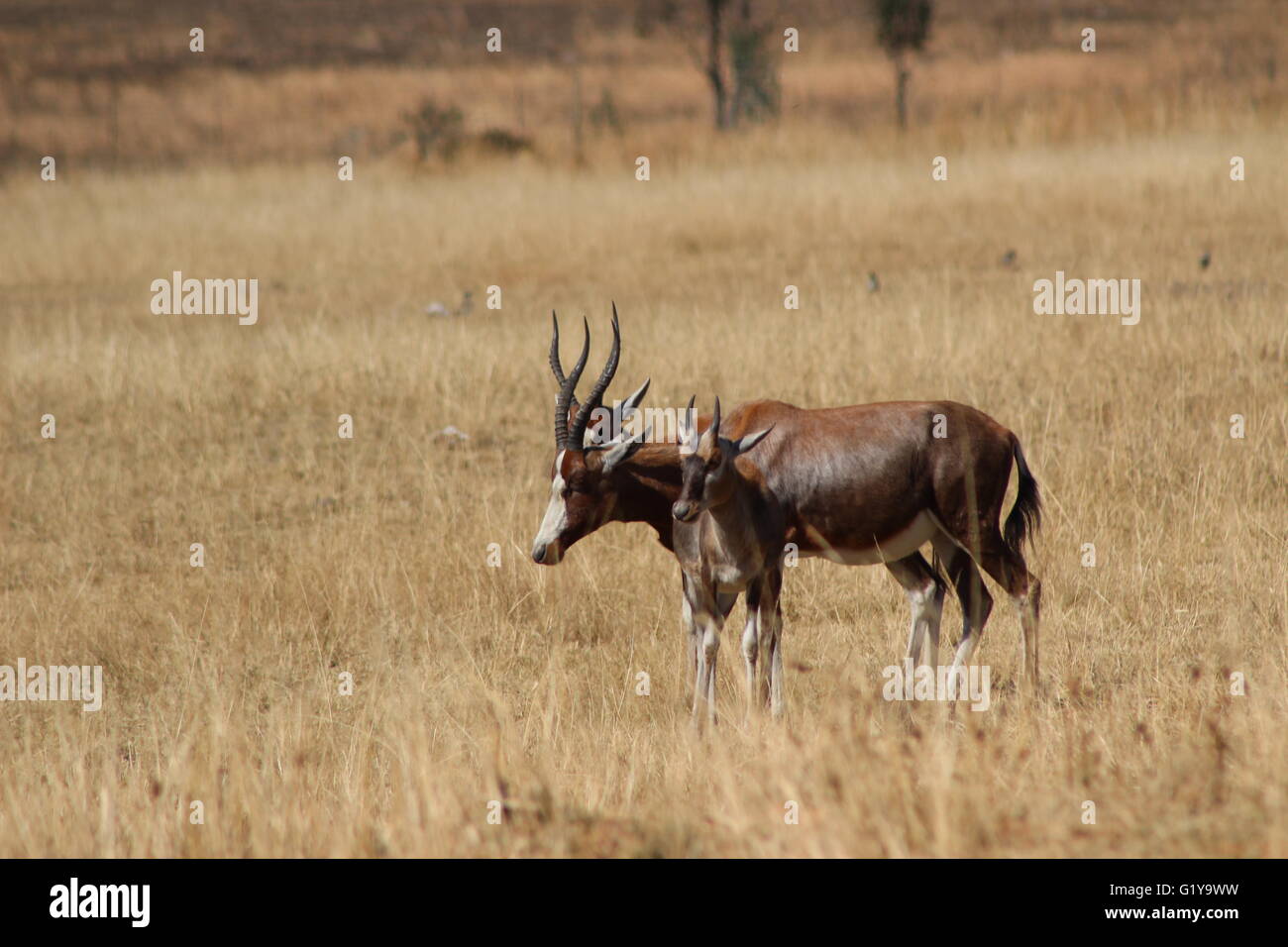 Mère et bébé chevreuil dans la faune de l'Afrique Banque D'Images