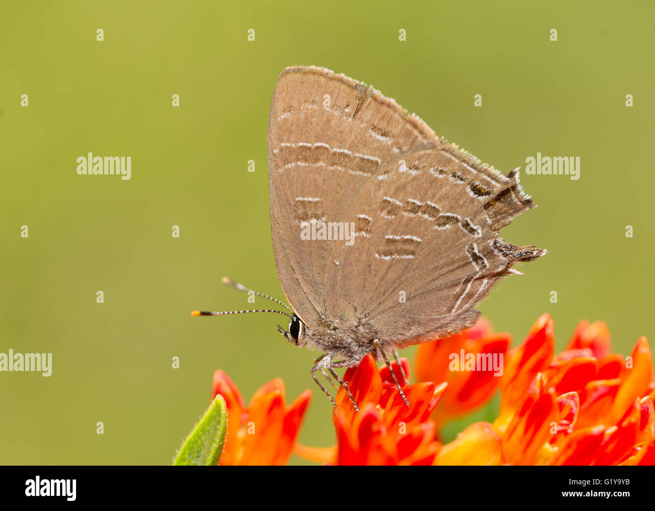 Satyrium caryaevorus, porte-queue du caryer sur une alimentation papillon Butterflyweed orange Banque D'Images