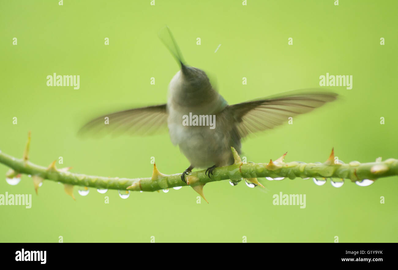 Hummingbird secouant après se mettre à l'eau de pluie en été. Banque D'Images