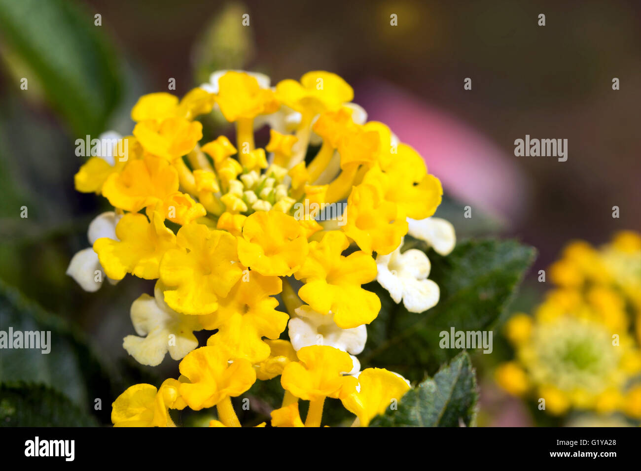 Grappe de fleurs jaune citron Lantana Banque D'Images