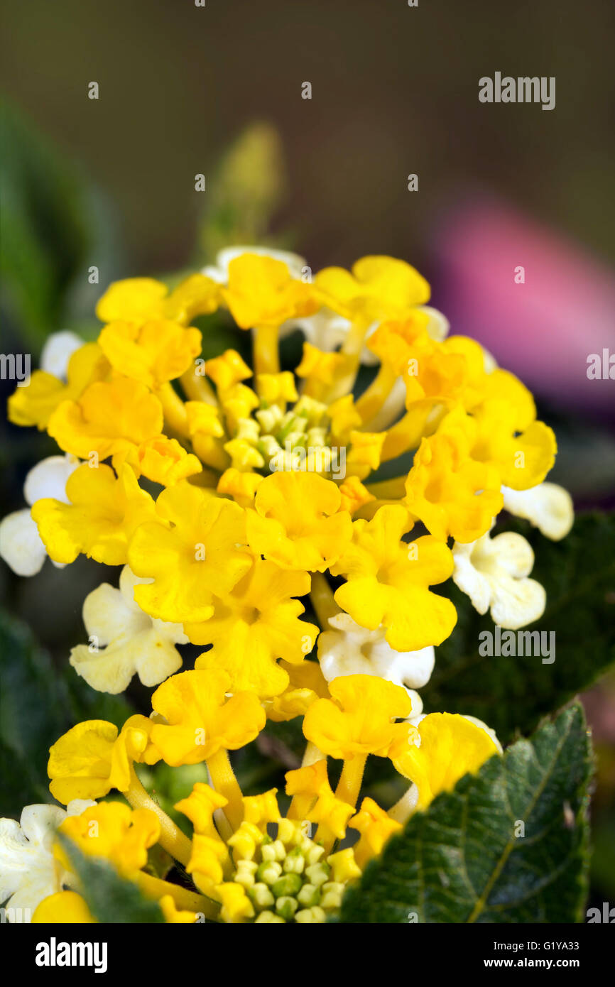 Grappe de fleurs jaune vif Lantana Banque D'Images