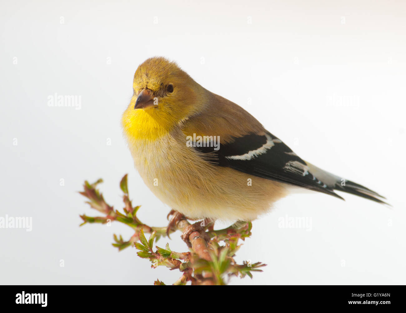 Chardonneret jaune mâle en plumage d'hiver, assis sur une branche de rose avec un fond de neige Banque D'Images