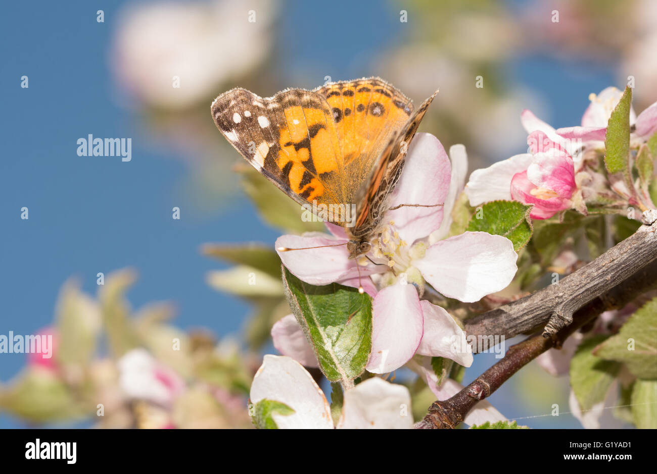American Painted Lady butterfly polliniser une fleur au début du printemps Banque D'Images
