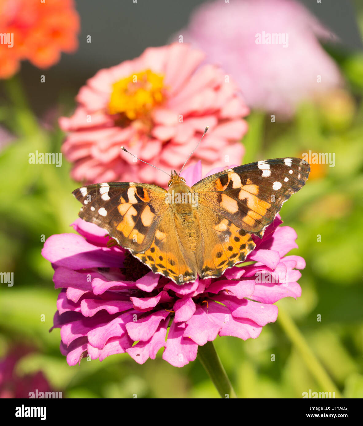 La belle dame papillon sur une rose Zinnia dans jardin d'été Banque D'Images