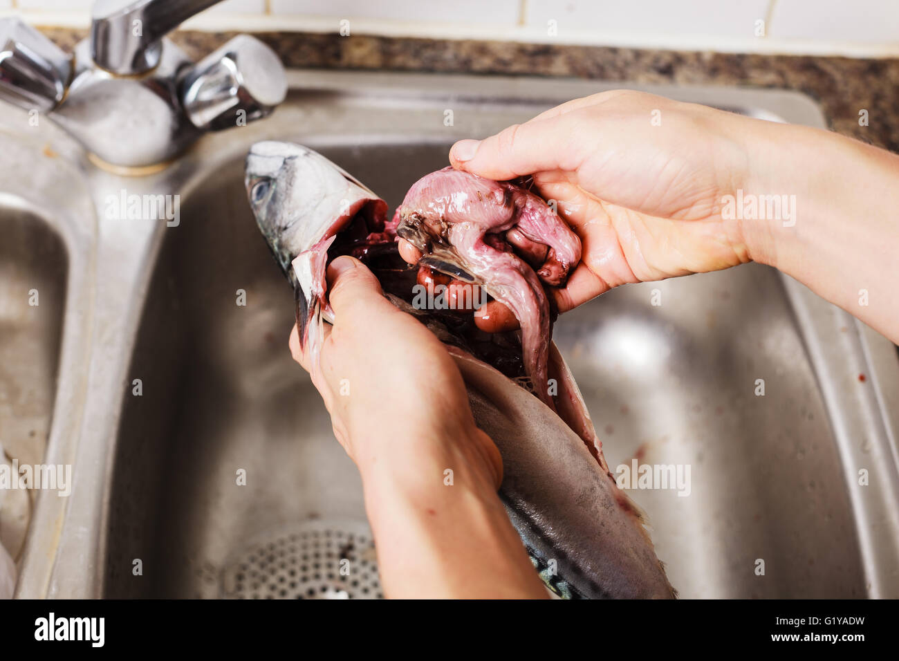 Gros plan sur les mains d'une jeune femme qu'elle est l'éviscération et le nettoyage d'un poisson dans la cuisine Banque D'Images