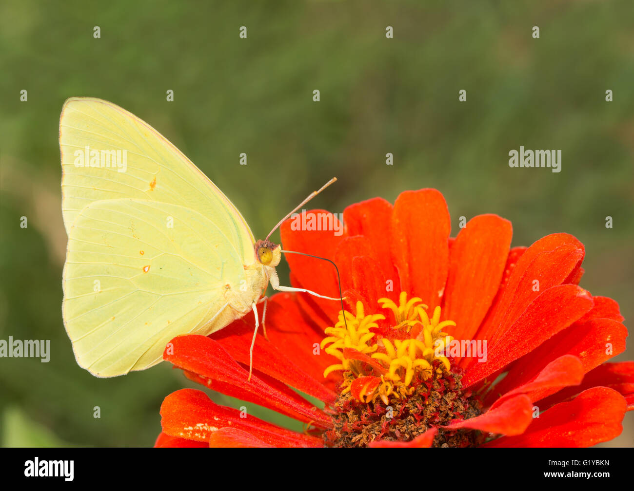 Phoebis sennae mâle, un papillon se nourrissent d'une fleur Zinnia Banque D'Images