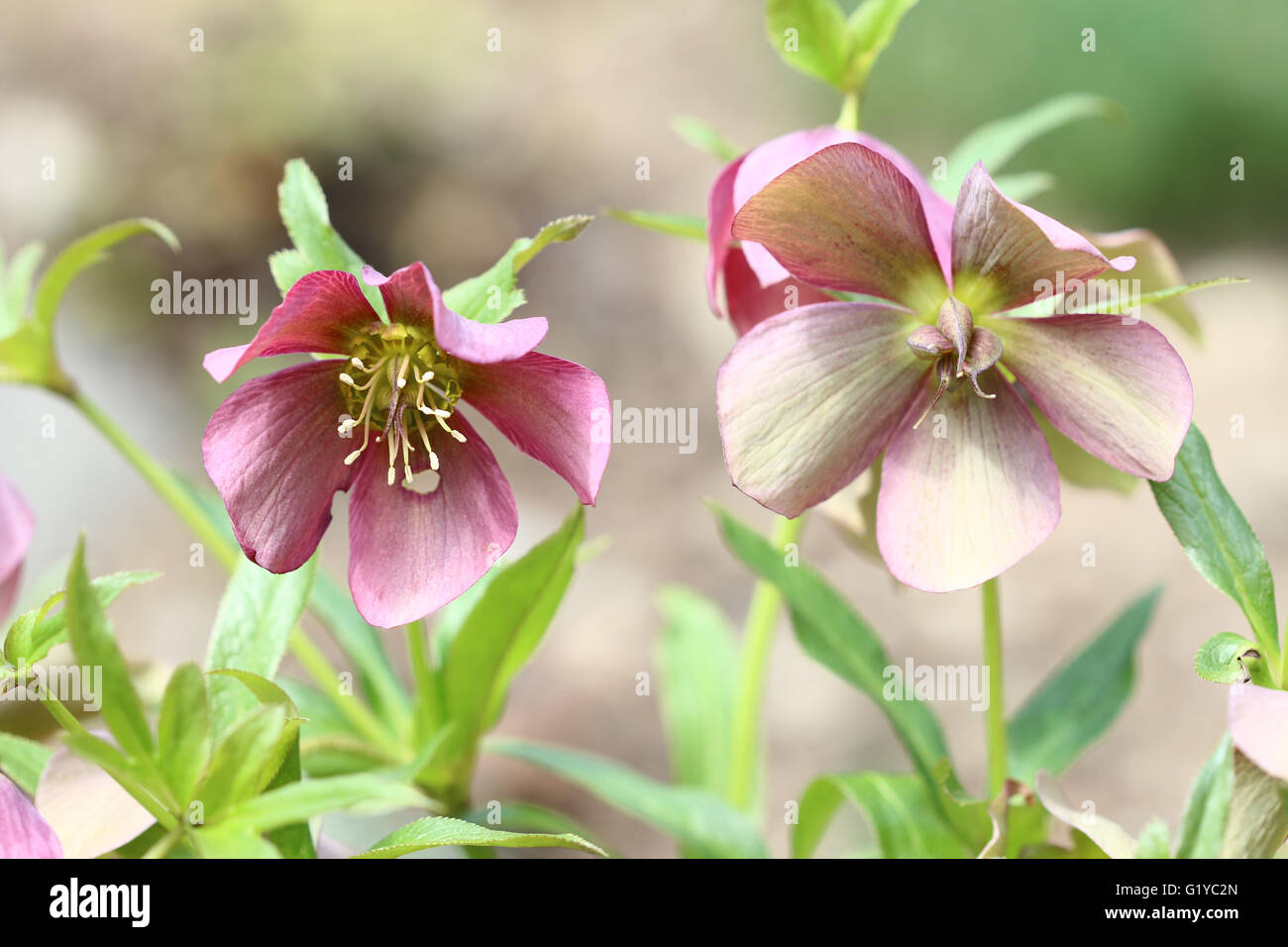 Macro image des fleurs Banque D'Images