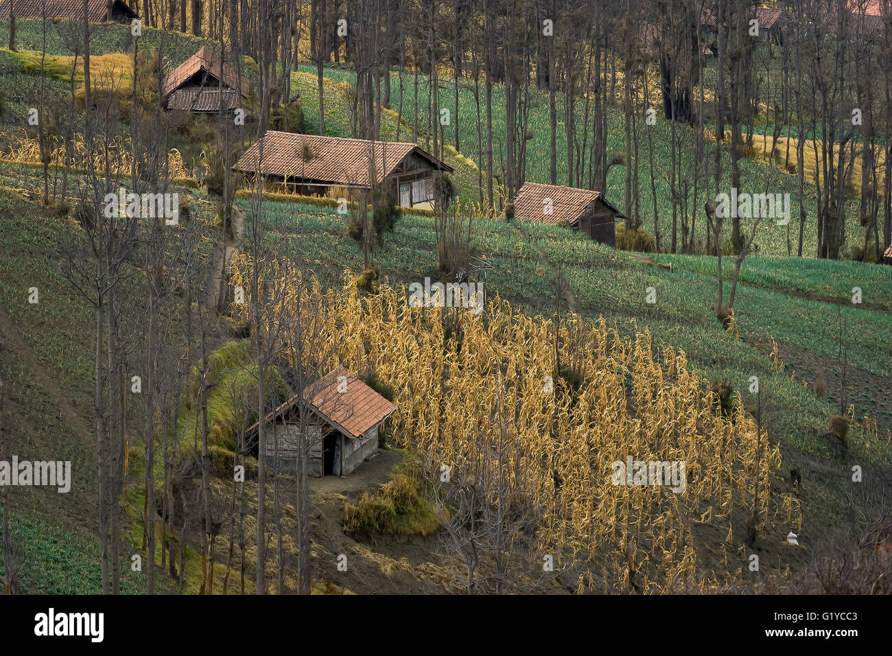Vue sur le village Cemoro Lawang. Banque D'Images
