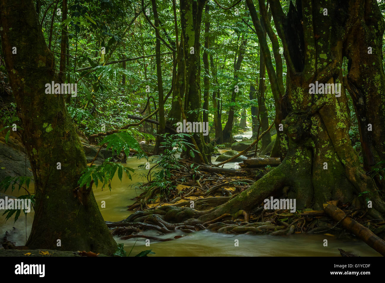 À l'intérieur de la plus vieille forêt tropicale humide du monde. La péninsule malaise. Banque D'Images
