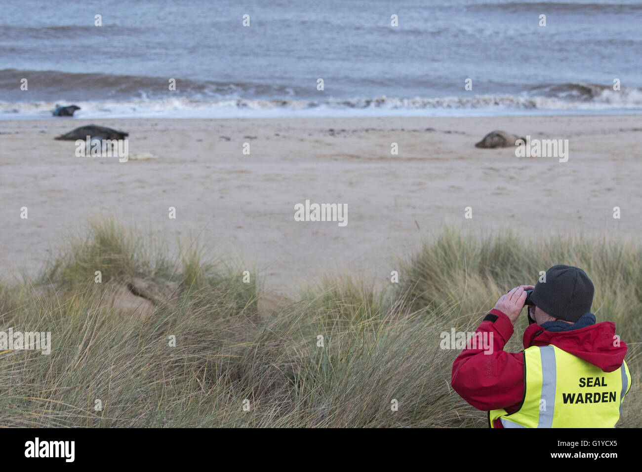 Directeur du joint en service à Horsey colonie de phoques gris Novembre Norfolk Banque D'Images