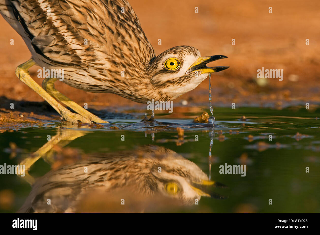 Bruant Culew Burhinus bistriatus Belchite potable Espagne Banque D'Images