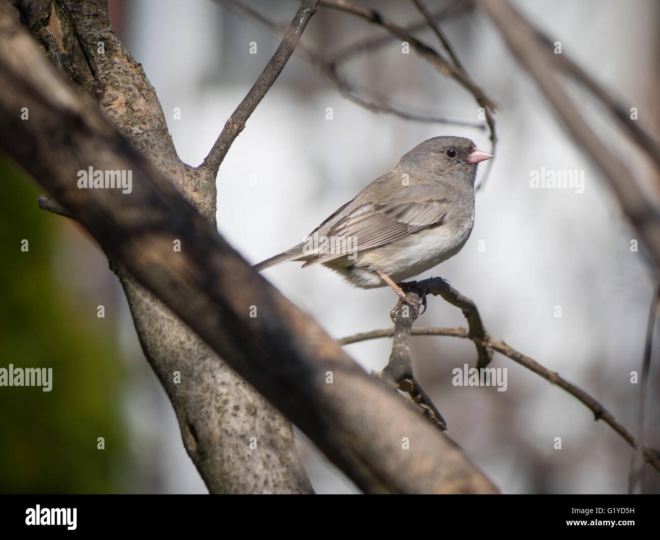 Bird Junco ardoisé Banque D'Images