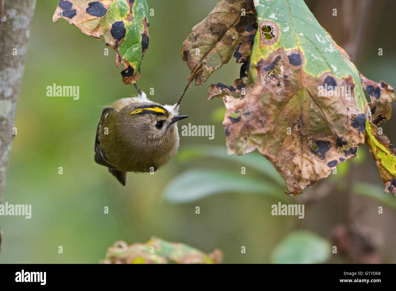 Regulus regulus Goldcrest Octobre migrants North Norfolk Banque D'Images