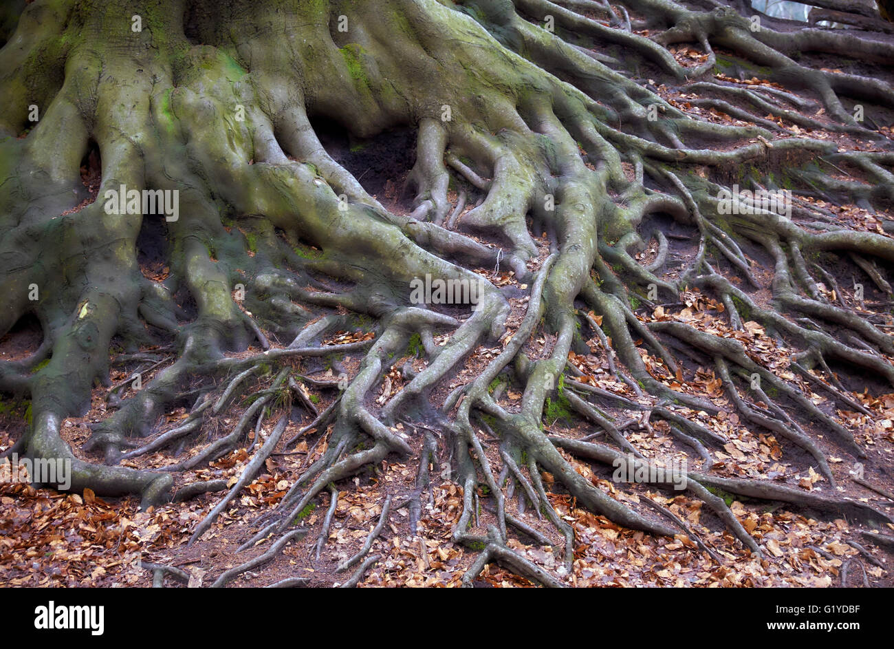 Les racines des arbres, des montagnes de grès de l'Elbe, Malerweg, le Parc National de la Suisse Saxonne, Saxe, Allemagne Banque D'Images