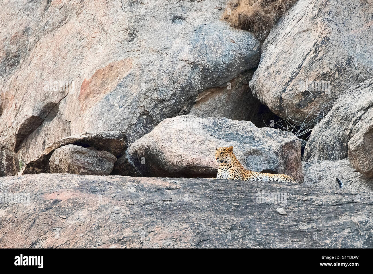 Leopard (Panthera pardus) reposant sur la roche et à l'affût, Bera, Rajasthan, Inde Banque D'Images