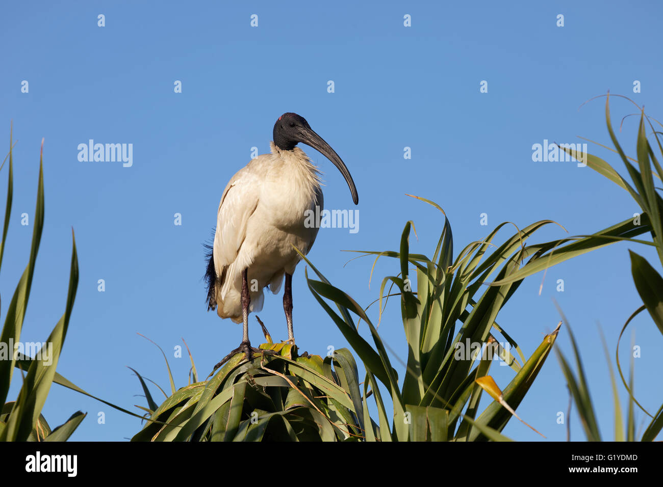 Australian White Ibis (Moluques Threskiornis) sitting on tree, Caloundra, Queensland, Australie Banque D'Images