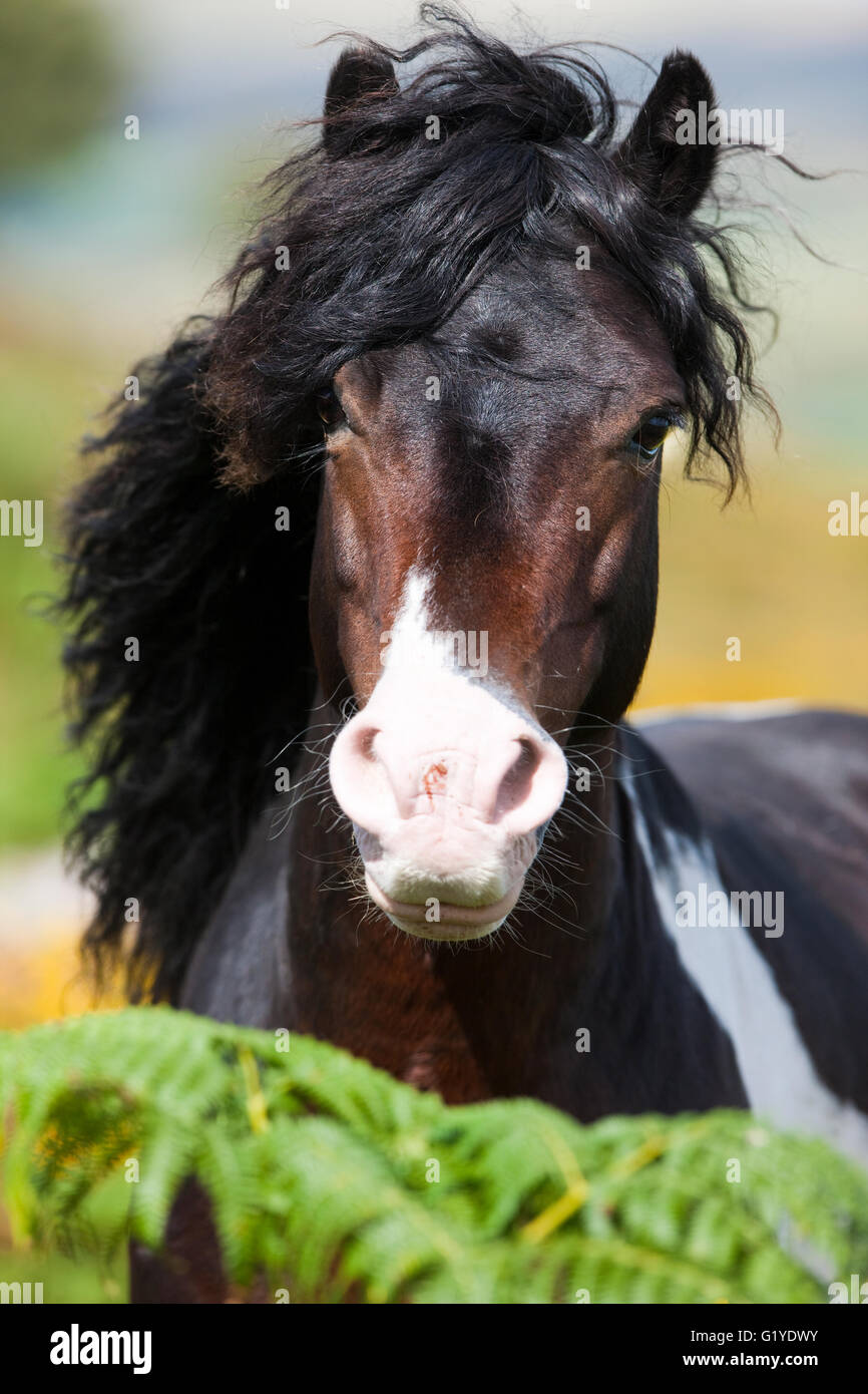 La colline de Dartmoor Poney Highland, blanc tacheté noir, portrait, Dartmoor National Park, Devon, Royaume-Uni Banque D'Images