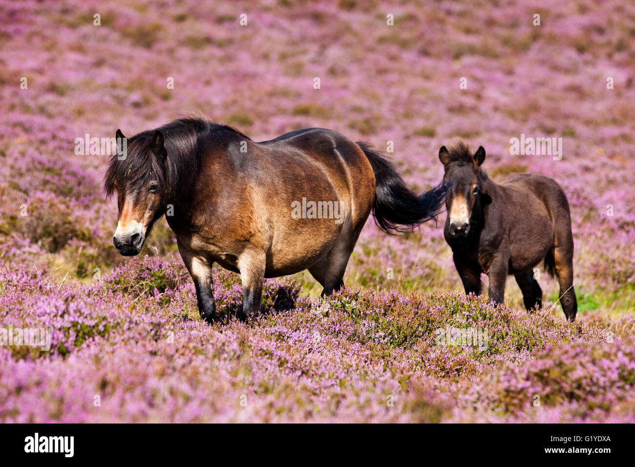 Poneys Exmoor, mare avec poulain, fleurs de bruyère, lande, Parc National d'Exmoor, Somerset, England, United Kingdom Banque D'Images