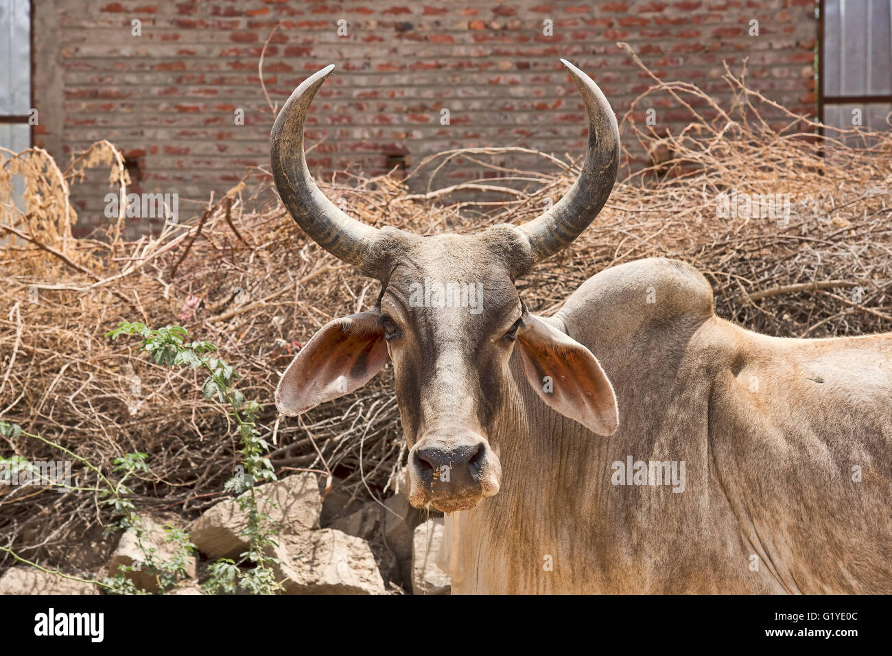 Bosse de zébu ou de bovins (Bos primigenius indicus) sur la route, portrait, Bera, Rajasthan, Inde Banque D'Images