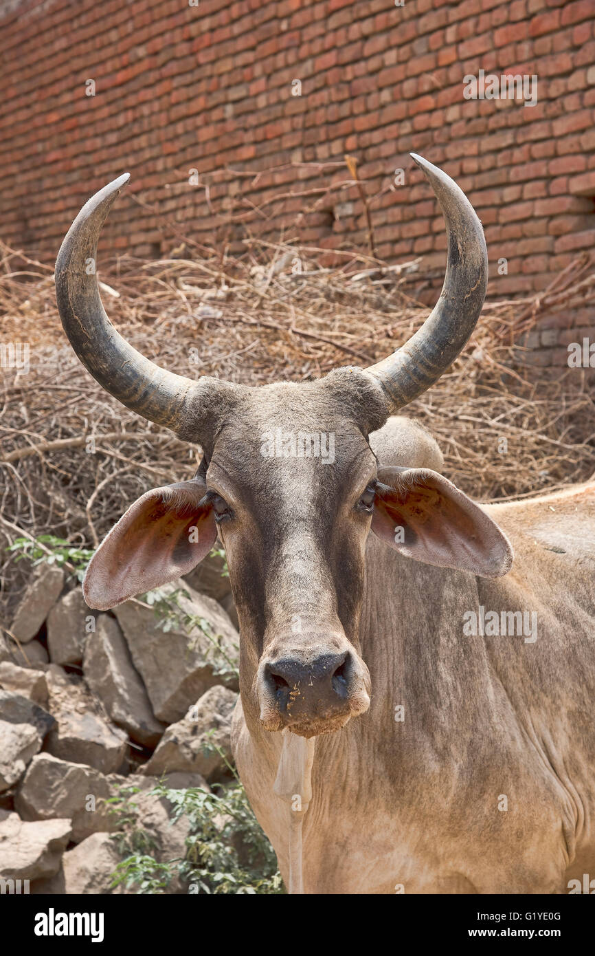 Bosse de zébu ou de bovins (Bos primigenius indicus) sur la route, portrait, Bera, Rajasthan, Inde Banque D'Images