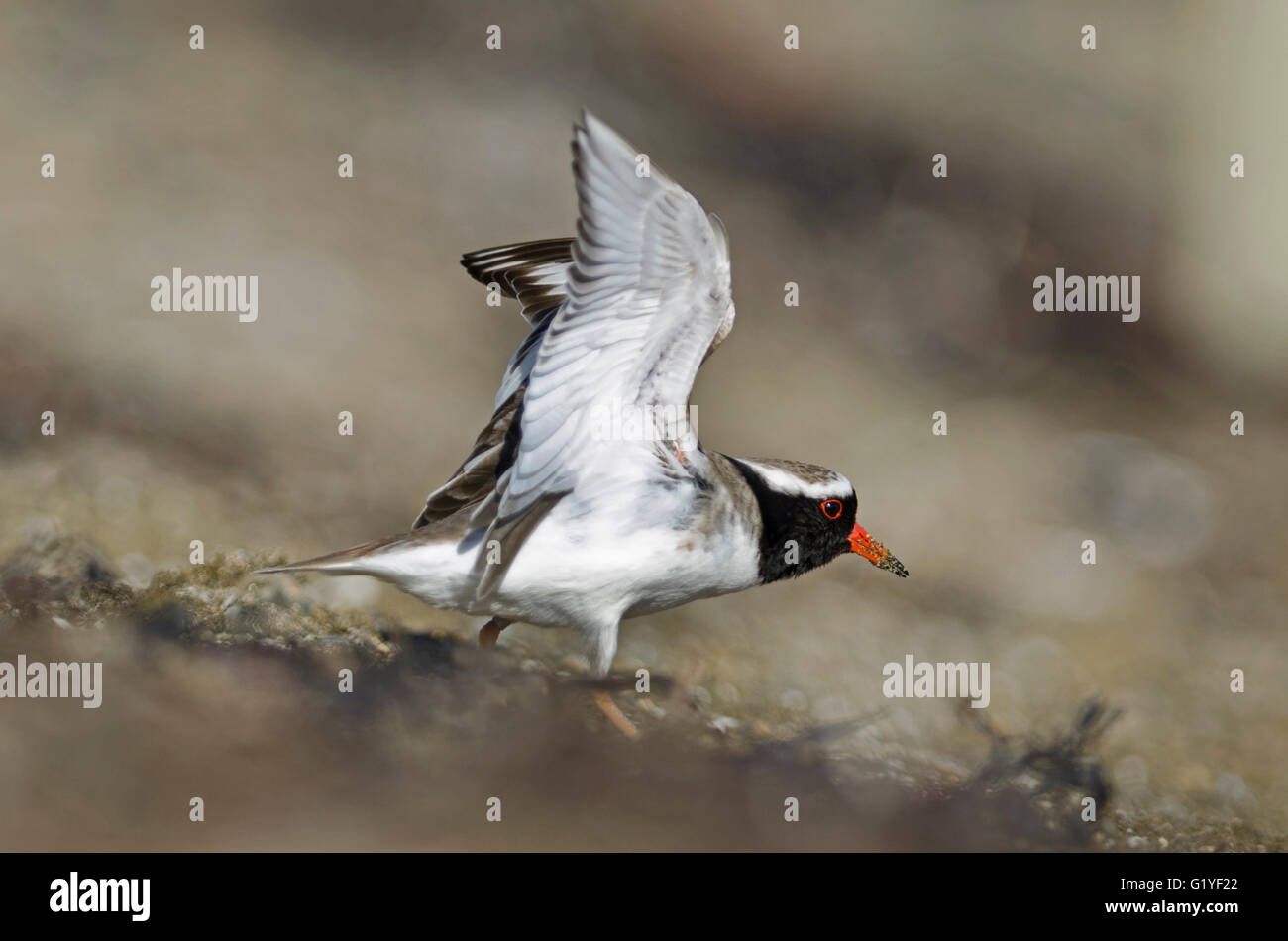 « Récent rive rive ou siffleur (Thinornis novaeseelandiae) Mangere Island Île du Nord Nouvelle-zélande - espèces menacées avec wor Banque D'Images