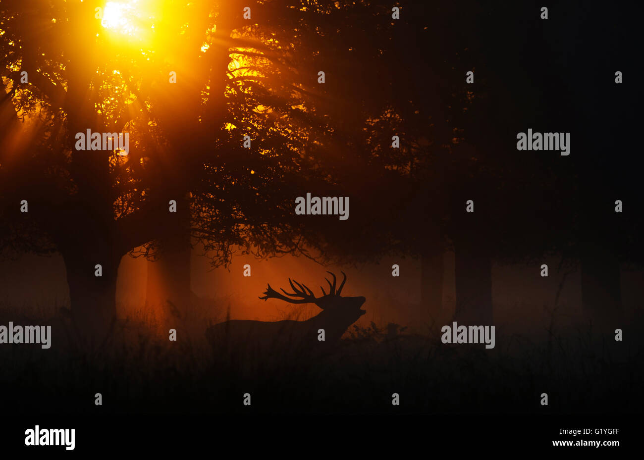 Red Deer (Cervus elaphus) stag pendant le rut sur un misty dans Richmond Park, réserve naturelle nationale Octobre Londres Banque D'Images