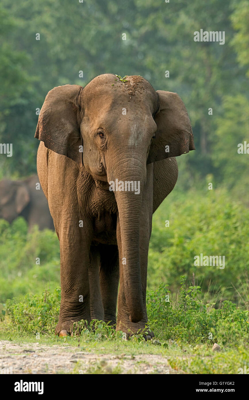 L'éléphant indien, l'Inde, à naxalbari Banque D'Images