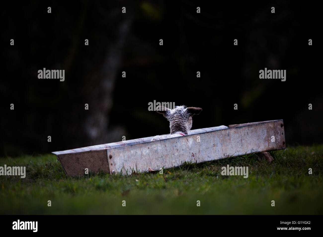 Séance d'agneau dans un bac d'alimentation Banque D'Images