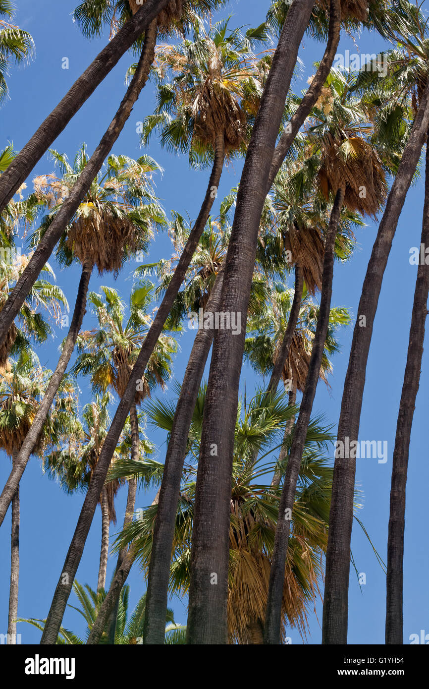 Palmiers de jardin de Málaga Banque D'Images