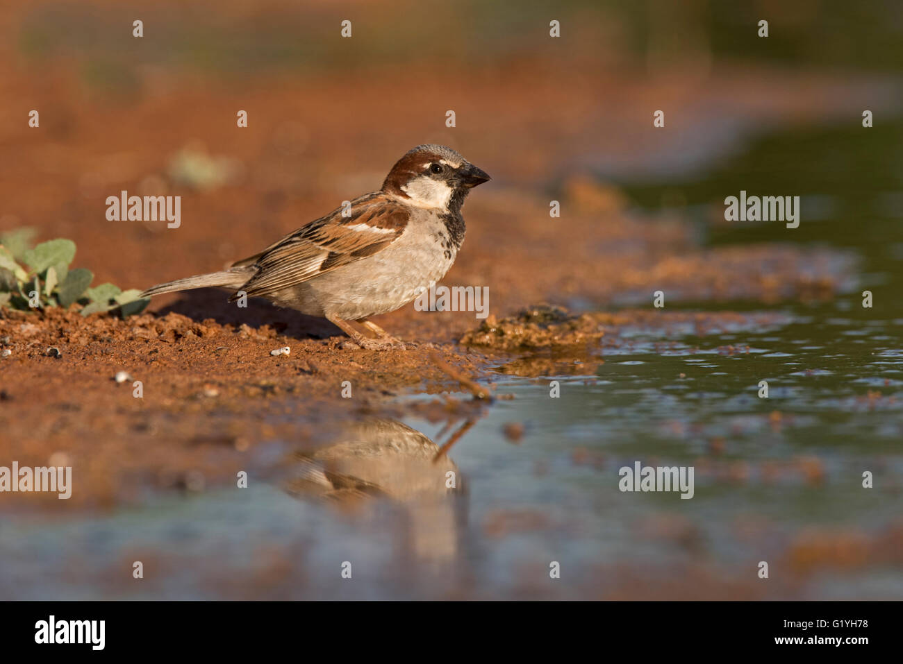 Moineau domestique Passer domesticus mâle, Espagne piscine potable Banque D'Images
