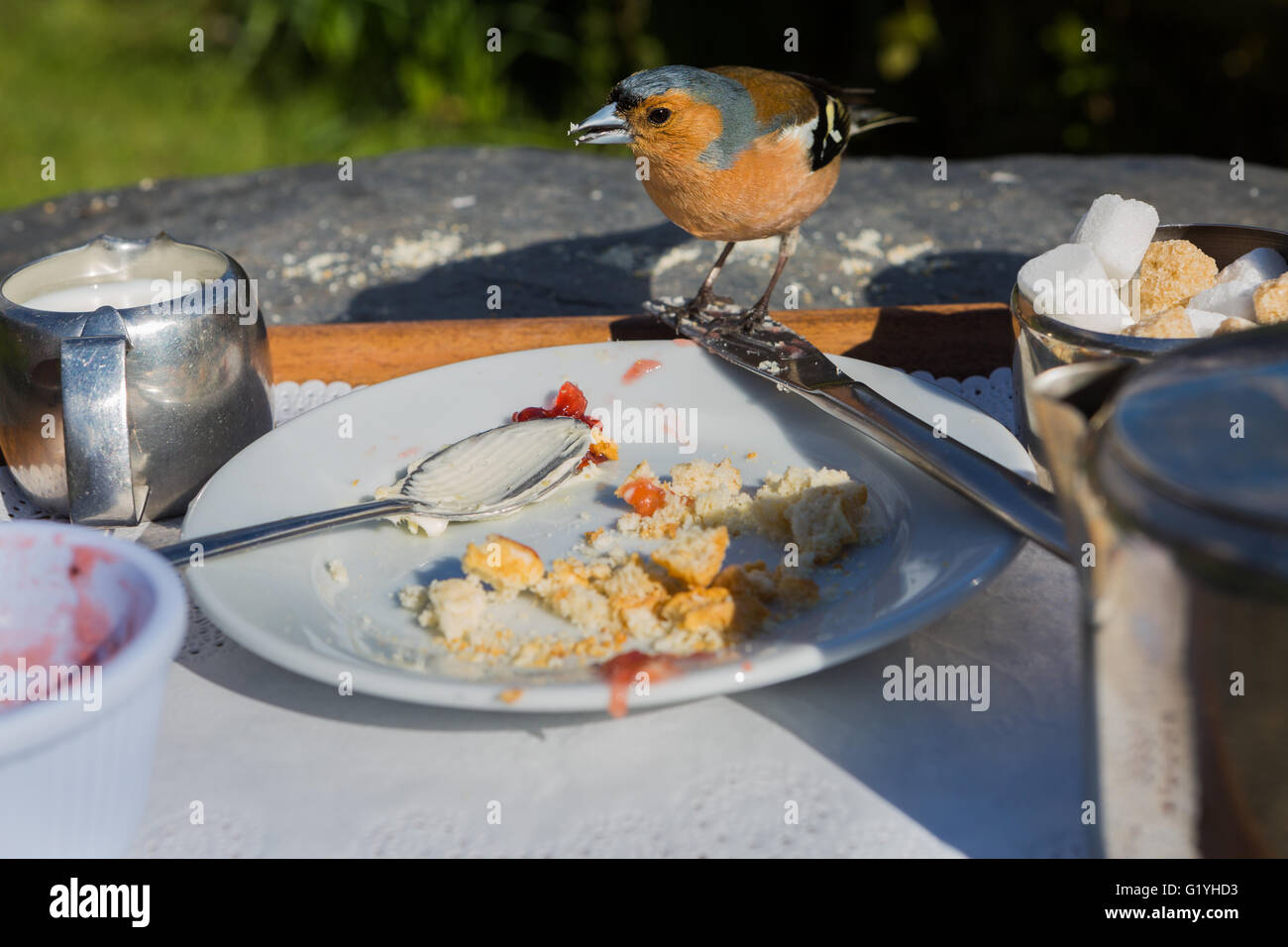 Chaffinch manger miettes du reste de crème Thé, Exmoor, UK Banque D'Images