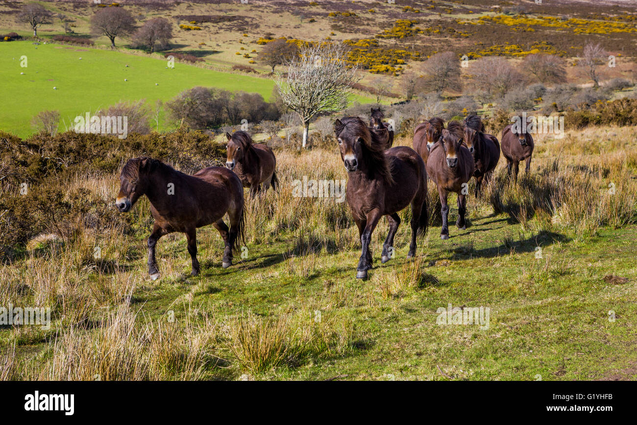 Un groupe de poneys Exmoor exécutant Banque D'Images